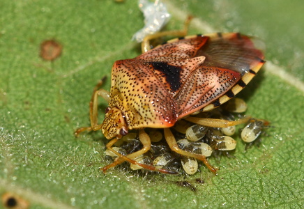 Almindelig Birketæge (Elasmucha grisea)