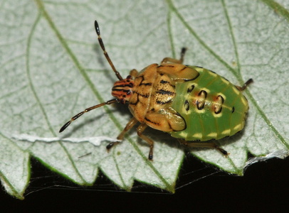 Almindelig Birketæge (Elasmucha grisea)