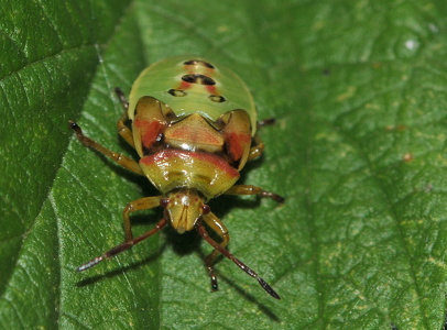 Almindelig Birketæge (Elasmucha grisea)