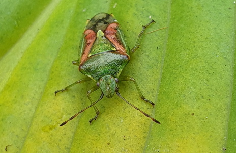 Slank Enebærtæge (Cyphostethus tristriatus)