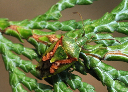 Slank Enebærtæge (Cyphostethus tristriatus)