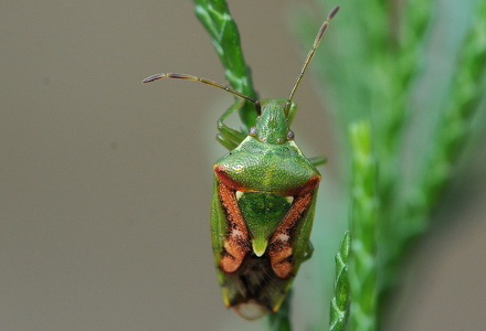 Slank Enebærtæge (Cyphostethus tristriatus)