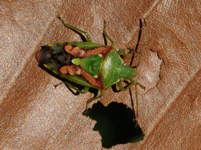 Slank Enebærtæge (Cyphostethus tristriatus)