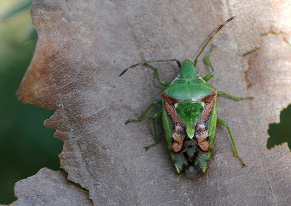 Slank Enebærtæge (Cyphostethus tristriatus)