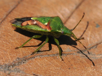 Slank Enebærtæge (Cyphostethus tristriatus)