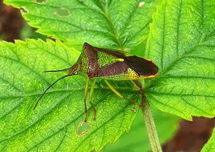 Stor løvtæge (Acanthosoma haemorrhoidale)