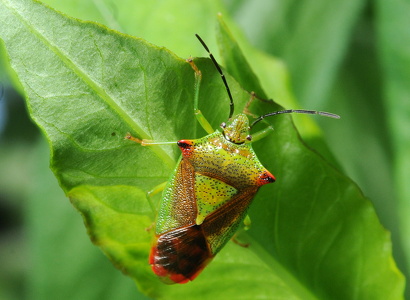 Stor løvtæge (Acanthosoma haemorrhoidale)