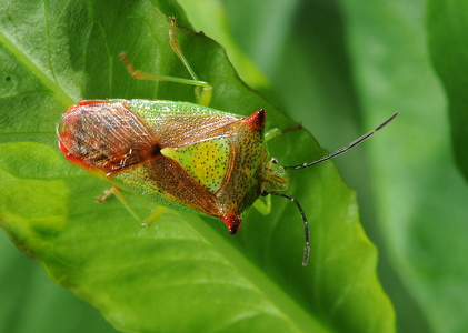 Stor løvtæge (Acanthosoma haemorrhoidale)