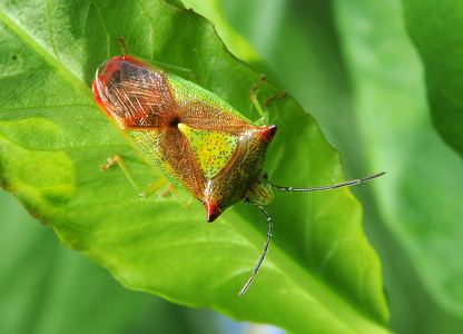 Stor løvtæge (Acanthosoma haemorrhoidale)