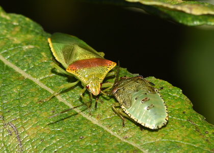 Stor løvtæge (Acanthosoma haemorrhoidale)