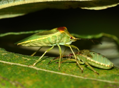 Stor løvtæge (Acanthosoma haemorrhoidale)
