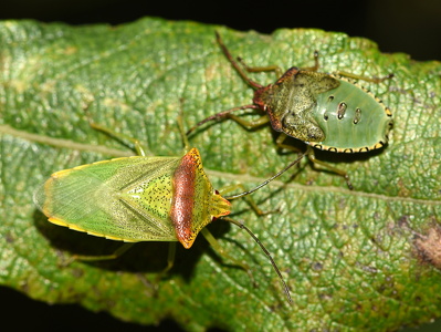 Stor løvtæge (Acanthosoma haemorrhoidale)