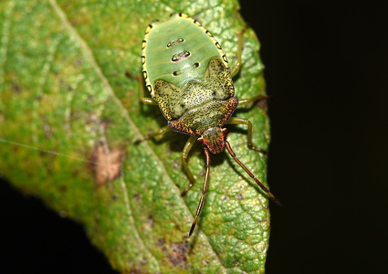Stor løvtæge (Acanthosoma haemorrhoidale)