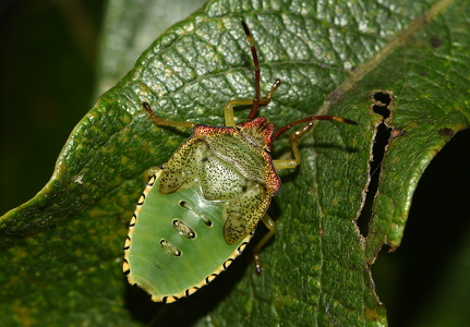 Stor løvtæge (Acanthosoma haemorrhoidale)