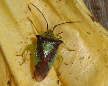 Stor løvtæge (Acanthosoma haemorrhoidale)