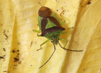 Stor løvtæge (Acanthosoma haemorrhoidale)