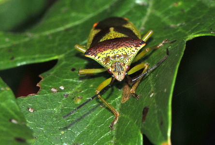 Stor løvtæge (Acanthosoma haemorrhoidale)