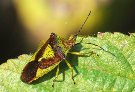 Stor løvtæge (Acanthosoma haemorrhoidale)