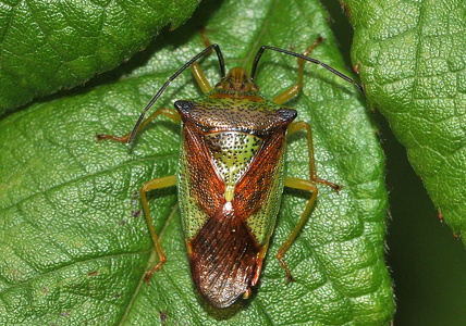 Stor løvtæge (Acanthosoma haemorrhoidale)