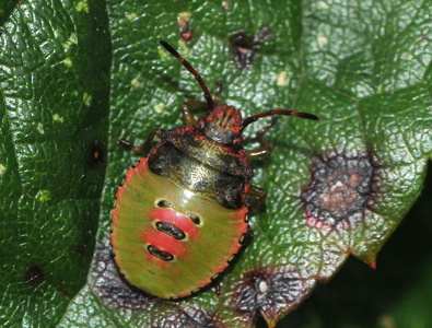 Stor løvtæge (Acanthosoma haemorrhoidale)