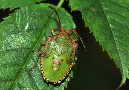 Stor løvtæge (Acanthosoma haemorrhoidale)