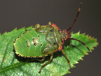 Stor løvtæge (Acanthosoma haemorrhoidale)