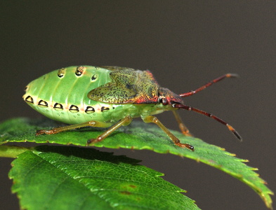 Stor løvtæge (Acanthosoma haemorrhoidale)