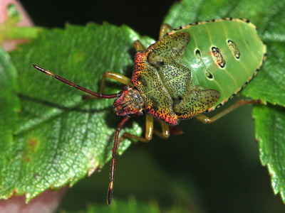 Stor løvtæge (Acanthosoma haemorrhoidale)