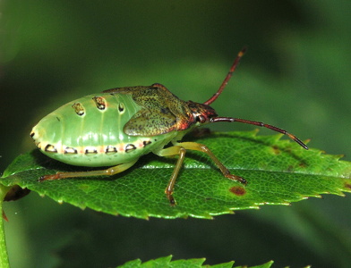 Stor løvtæge (Acanthosoma haemorrhoidale)