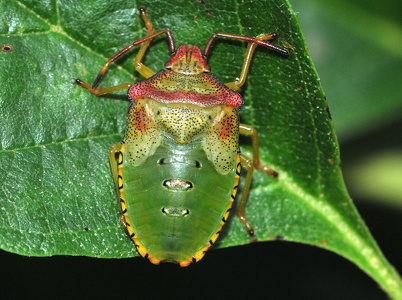 Stor løvtæge (Acanthosoma haemorrhoidale)