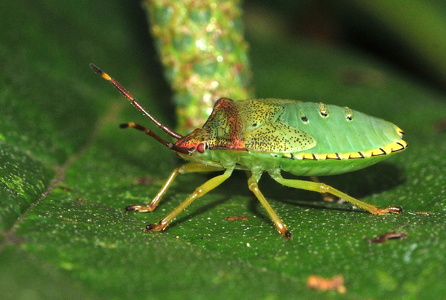 Stor løvtæge (Acanthosoma haemorrhoidale)