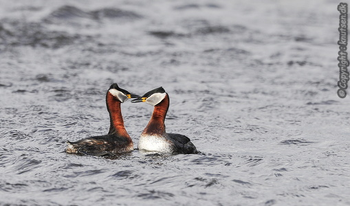Gråstrubet lappedykker (Podiceps grisegena)