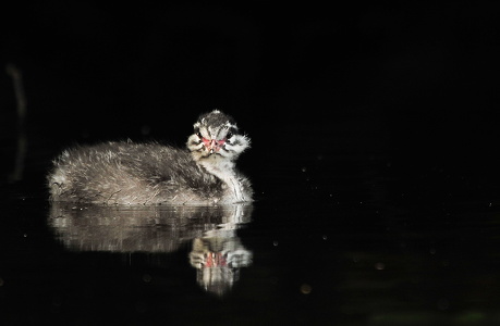 Nordisk lappedykker (Podiceps auritus)