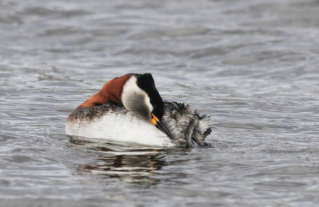 Gråstrubet lappedykker (Podiceps grisegena)