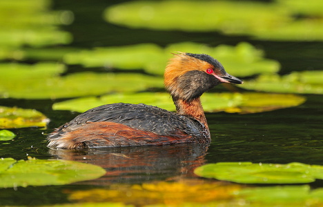 Nordisk lappedykker (Podiceps auritus)
