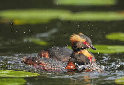 Nordisk lappedykker (Podiceps auritus)