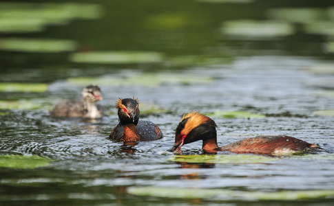 Nordisk lappedykker (Podiceps auritus)