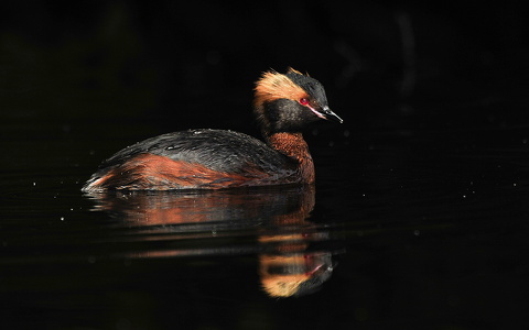 Nordisk lappedykker (Podiceps auritus)