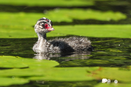 Nordisk lappedykker (Podiceps auritus)