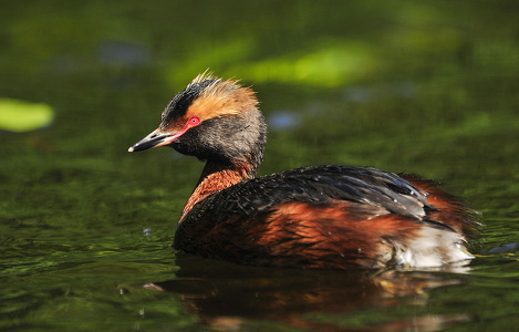 Nordisk lappedykker (Podiceps auritus)