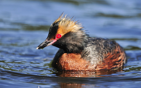 Nordisk lappedykker (Podiceps auritus)