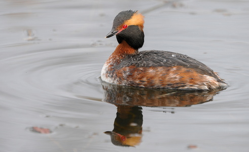 Nordisk lappedykker (Podiceps auritus)