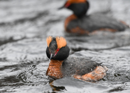 Nordisk lappedykker (Podiceps auritus)