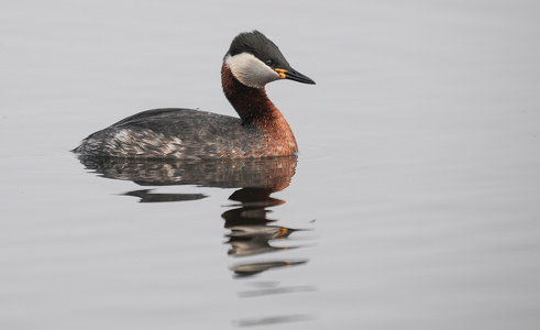 Gråstrubet lappedykker (Podiceps grisegena)