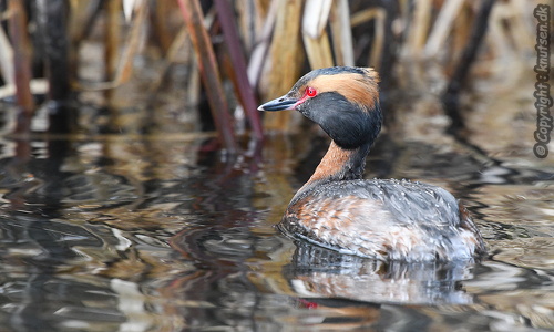 Nordisk lappedykker (Podiceps auritus)