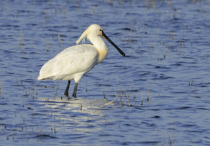 Skestork (Platalea leucorodia)