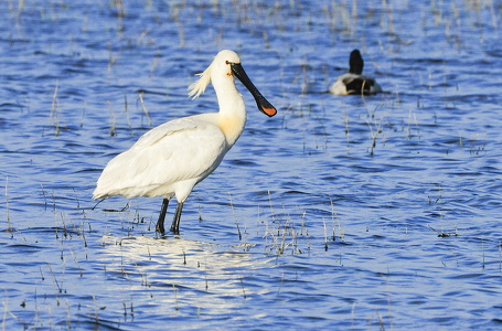 Skestork (Platalea leucorodia)