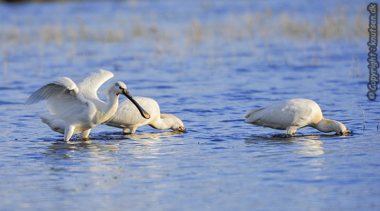 Skestork (Platalea leucorodia)
