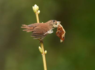 Gærdesmutte (Troglodytes troglodytes)