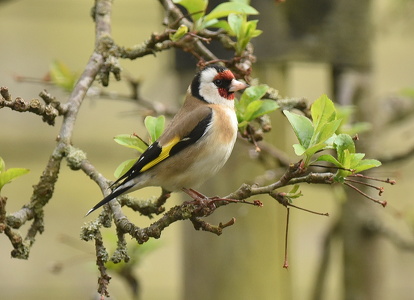 Stillits (Carduelis carduelis)